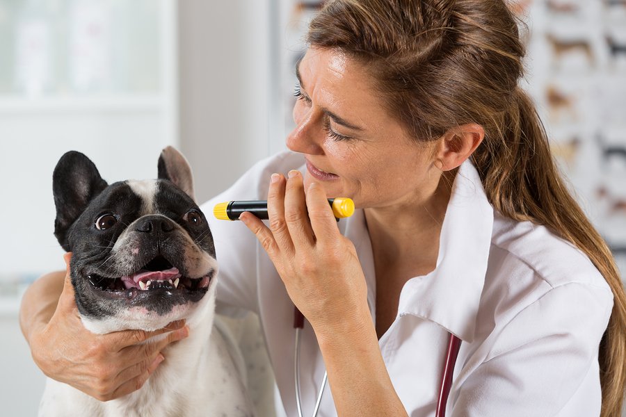 Home 6 A Guide to French Bulldog Health Issues for Frenchie Owners and Lovers