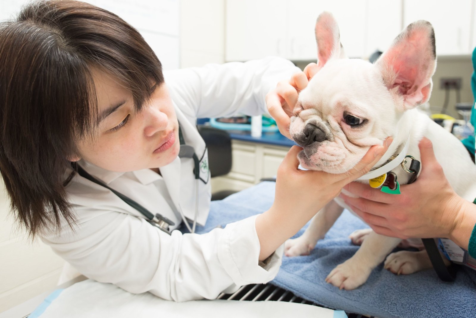 Home 12 pet.health.dental.body2