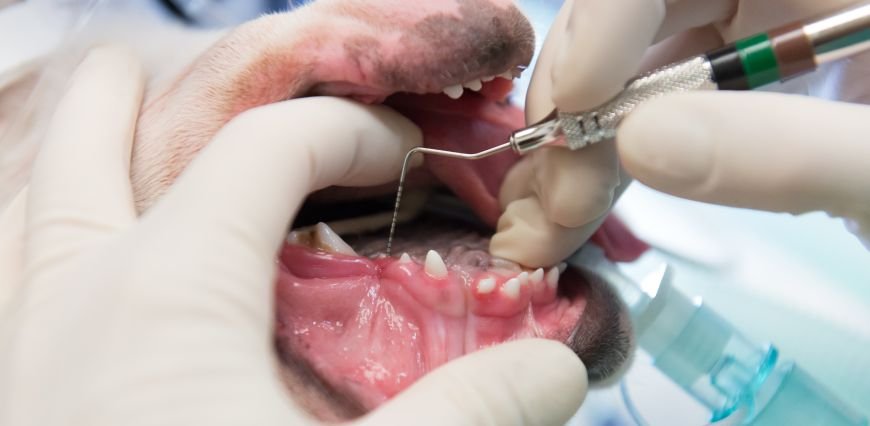 pet.health.dental.lede