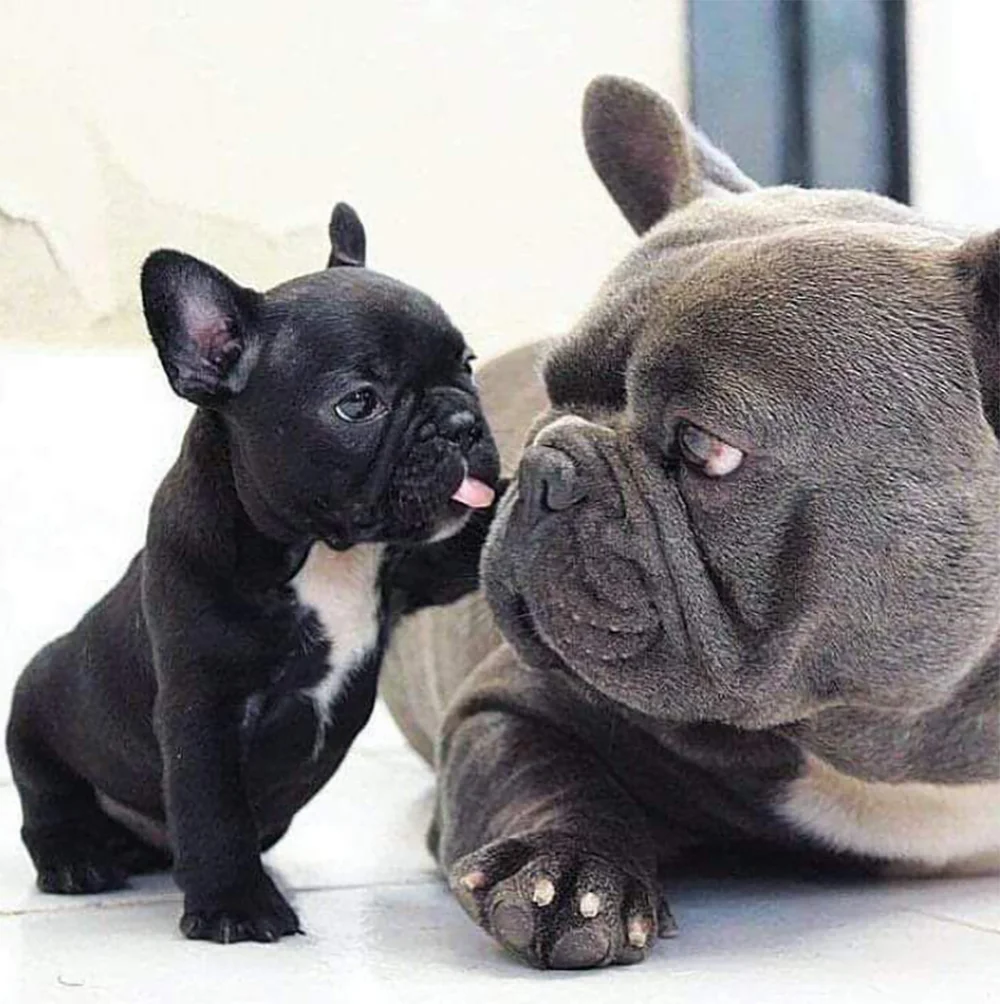 Home 1 Frenchie