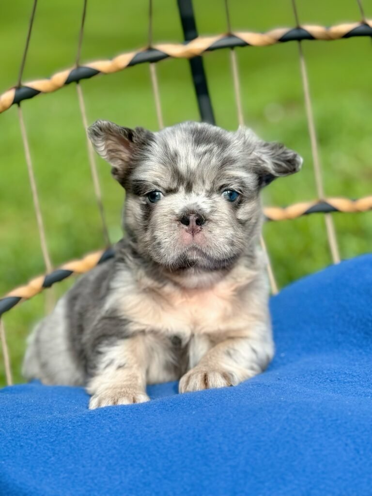 frenchbulldog newjersey 20250807 0001