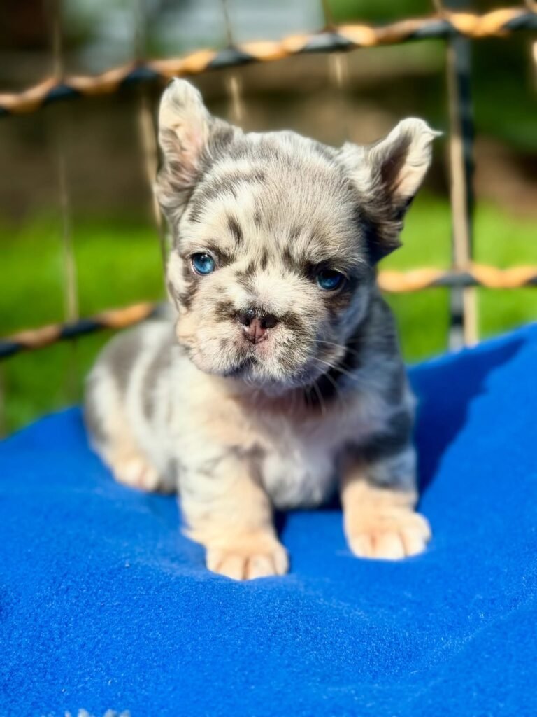 frenchbulldog newjersey 20250807 0004