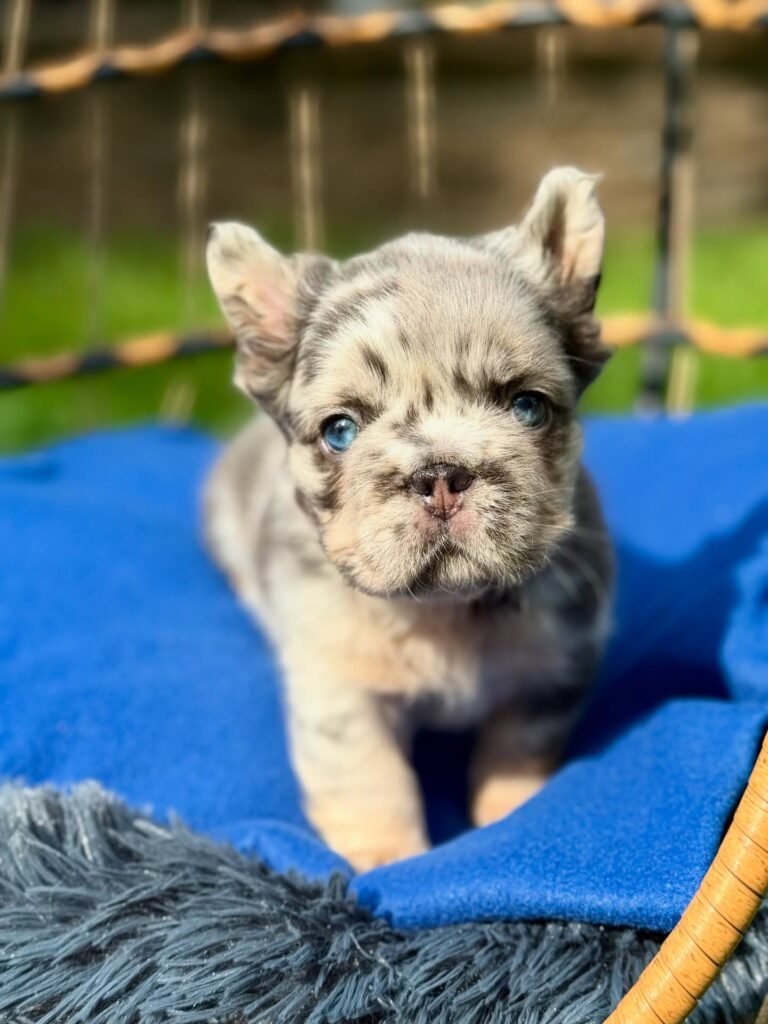 frenchbulldog newjersey 20250807 0006