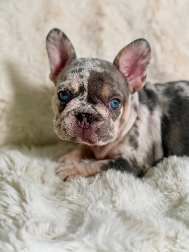 frenchbulldog newjersey 20250807 0009