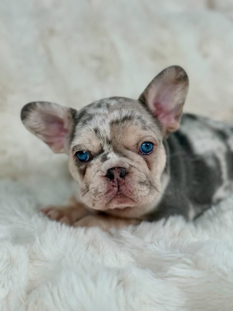 frenchbulldog newjersey 20250807 0010