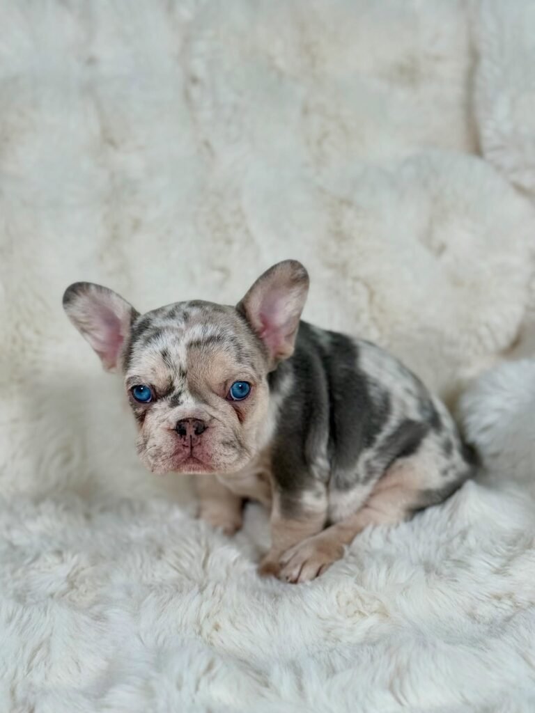 frenchbulldog newjersey 20250807 0011