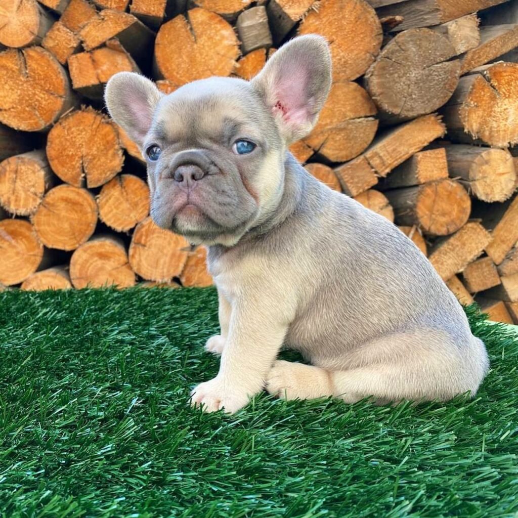 frenchbulldog newjersey 20250807 0125