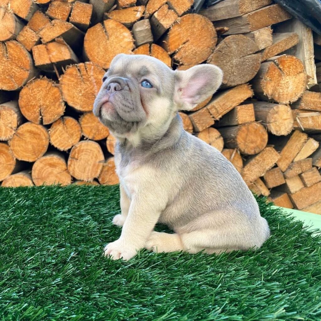 frenchbulldog newjersey 20250807 0127