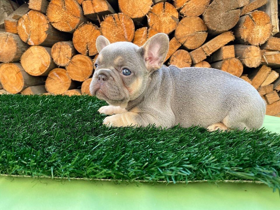 frenchbulldog newjersey 20250807 0128