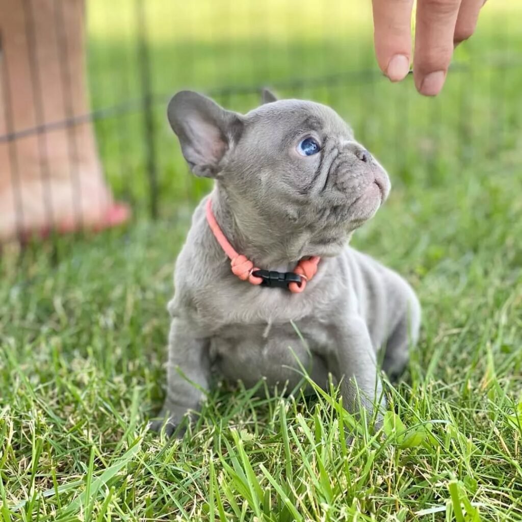 gotfrenchiepuppies 20250807 0009