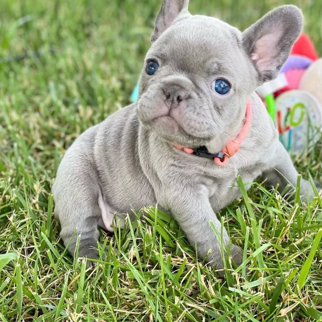 gotfrenchiepuppies 20250807 0010