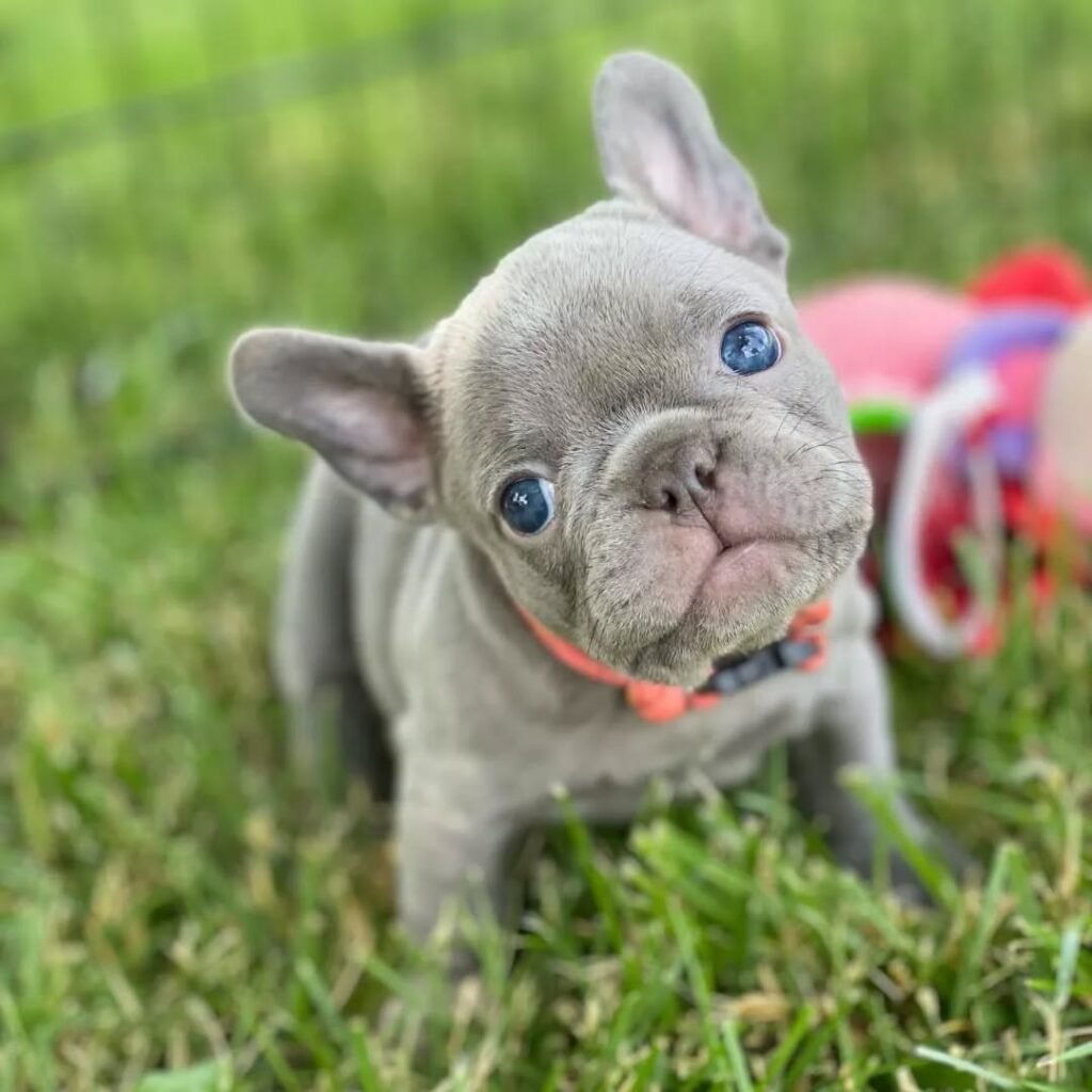 gotfrenchiepuppies 20250807 0011