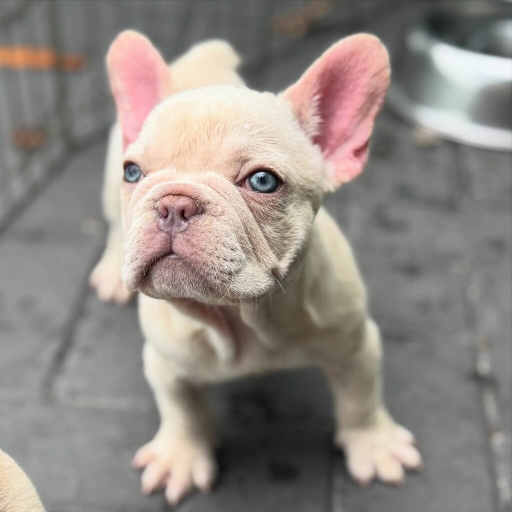 ideal frenchies 20250807 0001