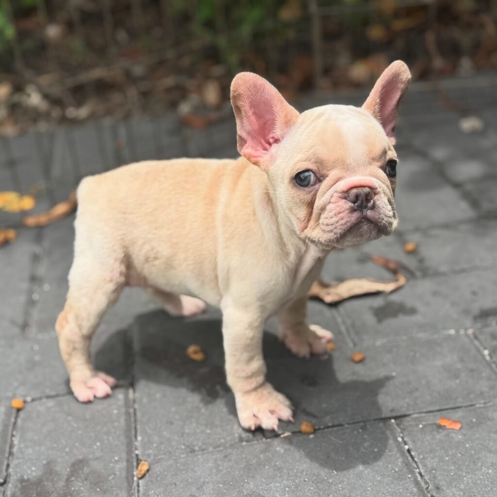 ideal frenchies 20250807 0003