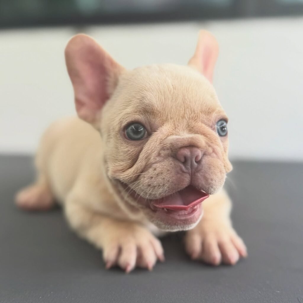 ideal frenchies 20250807 0006